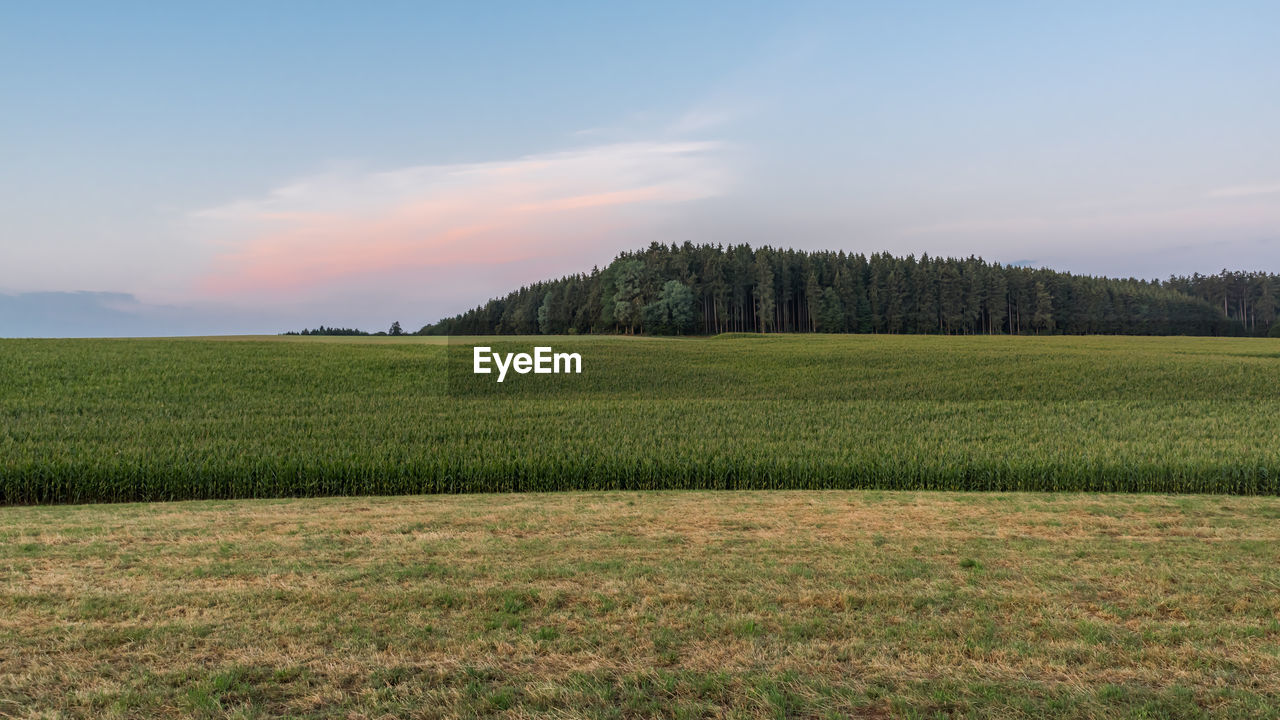 Scenic view of agricultural landscape against sky