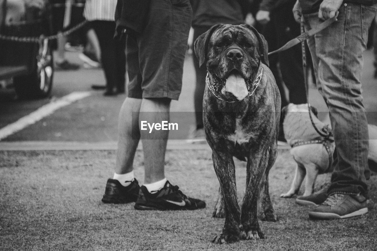 LOW SECTION OF PEOPLE WITH DOG SITTING ON STREET