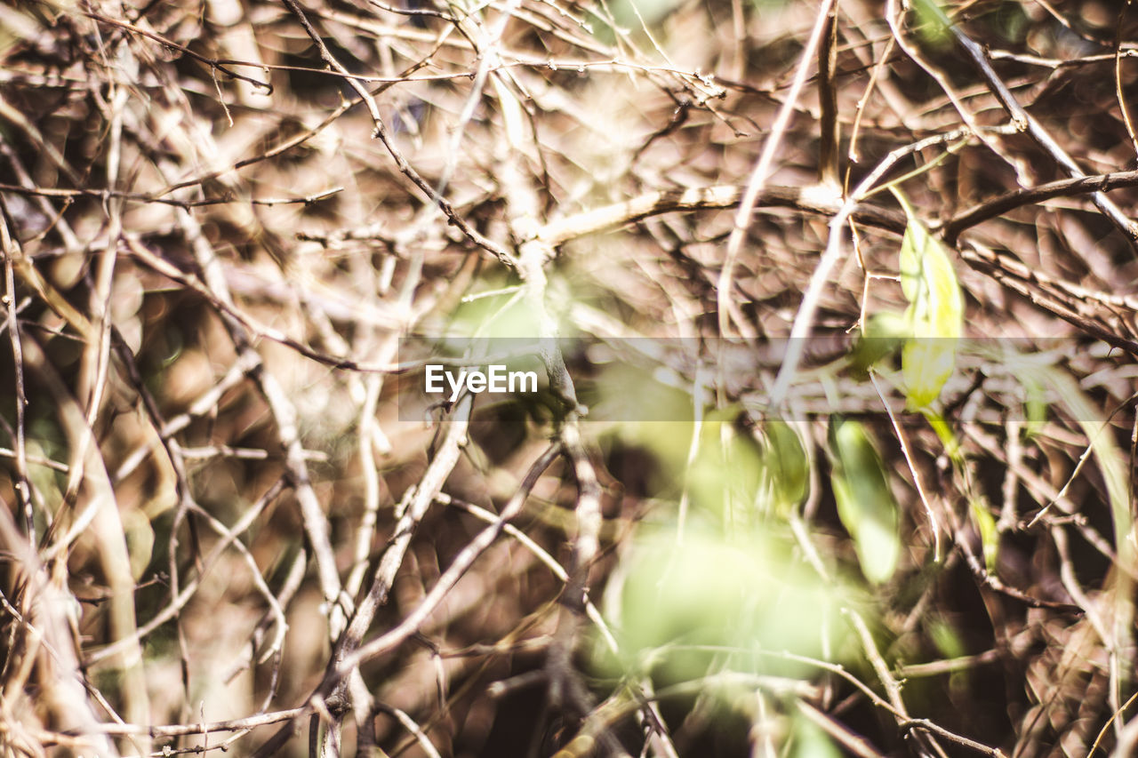 CLOSE-UP OF PLANTS IN FOREST