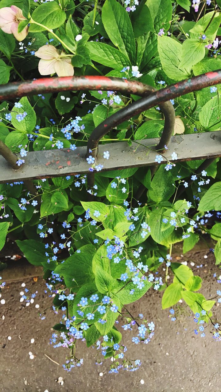 CLOSE-UP OF FRESH PLANTS WITH WATER IN PARK