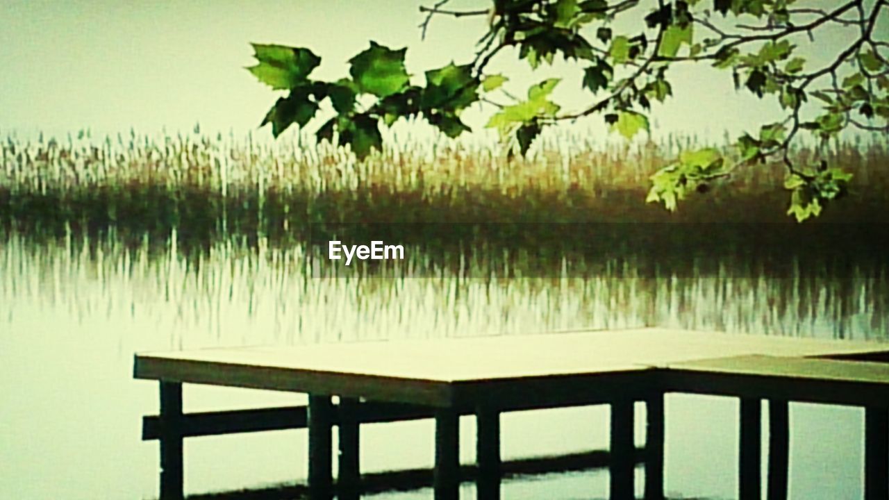 VIEW OF PLANTS IN WATER