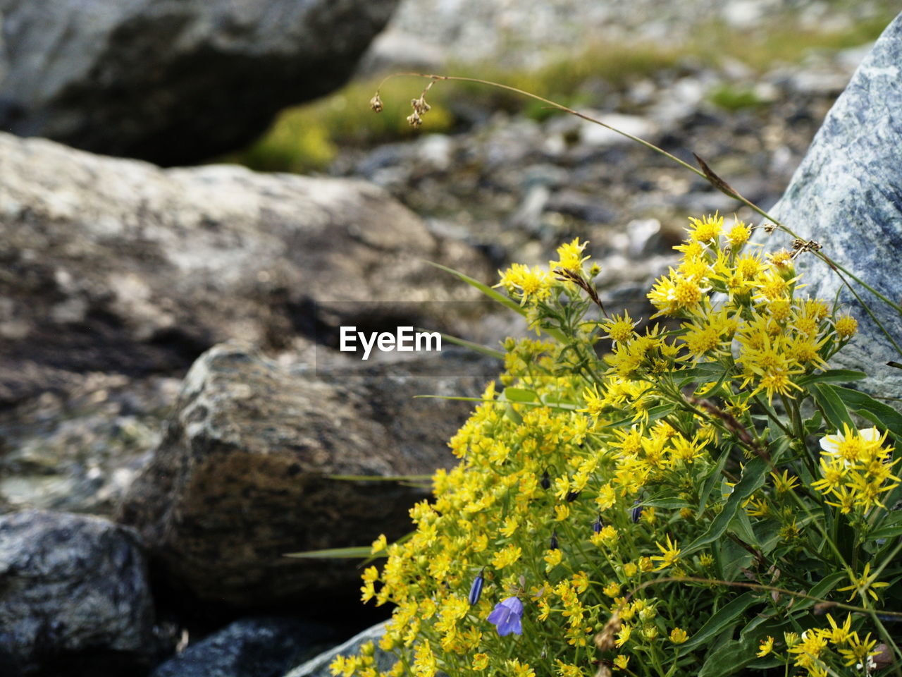 CLOSE-UP OF YELLOW FLOWERS