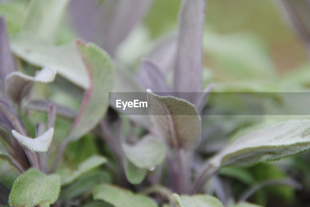 CLOSE-UP OF PLANT