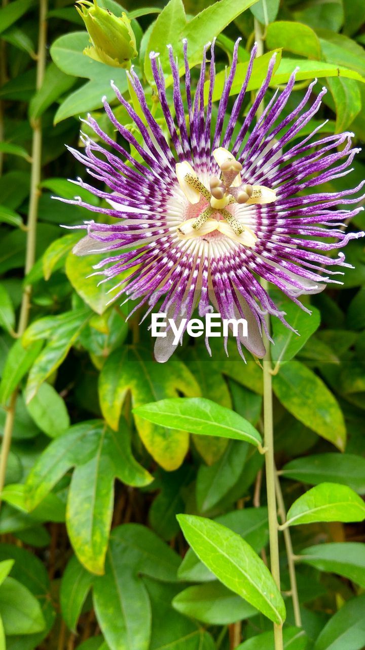 CLOSE-UP OF PURPLE FLOWERS