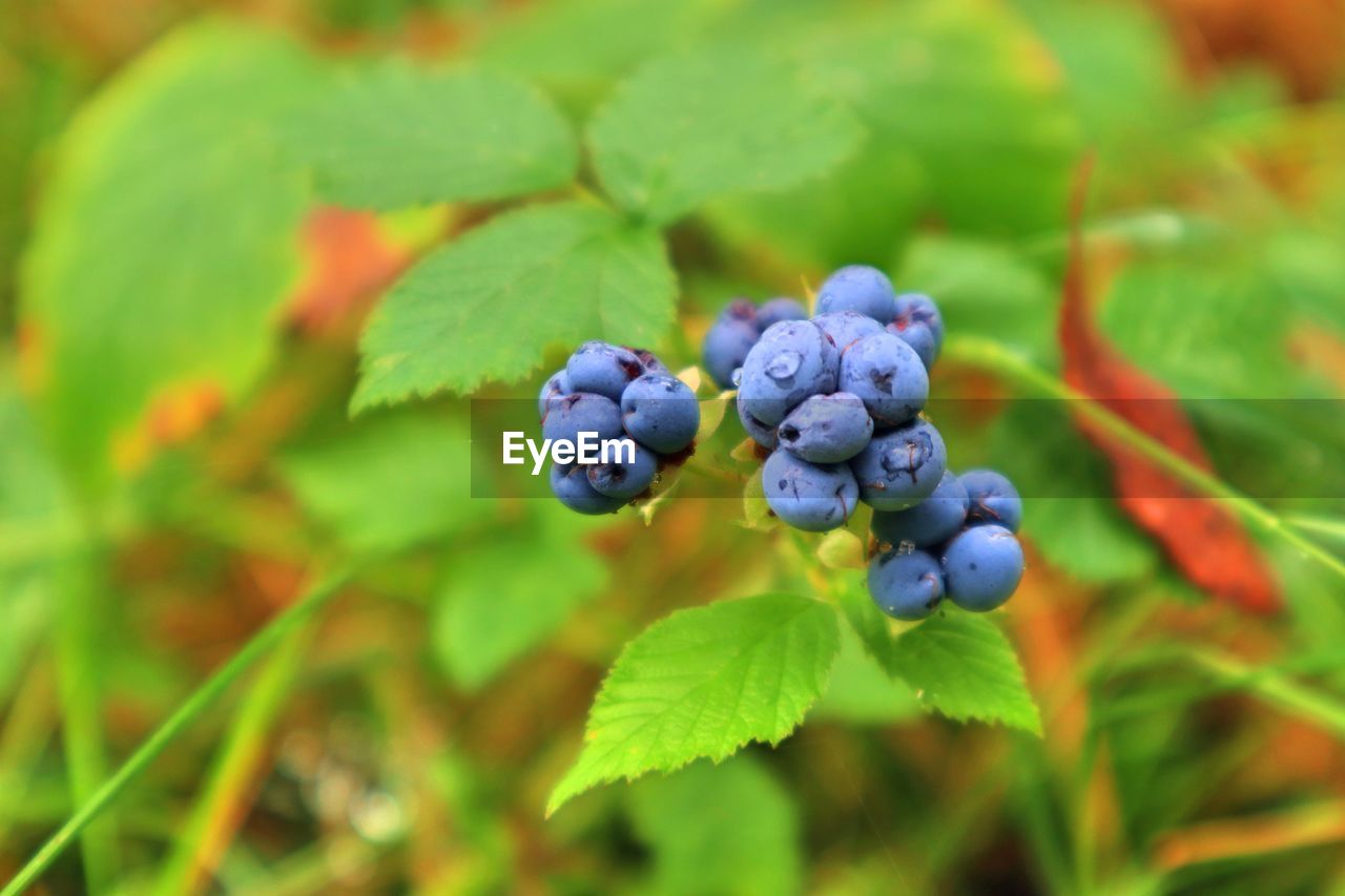 CLOSE-UP OF BLACKBERRIES IN PLANT