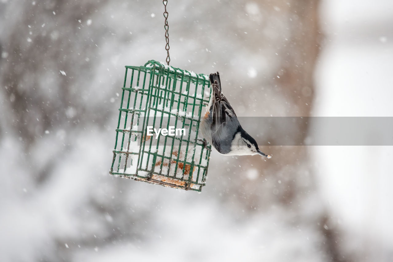 Nuthatch bird eating at a suet feeder during a winter snowfall