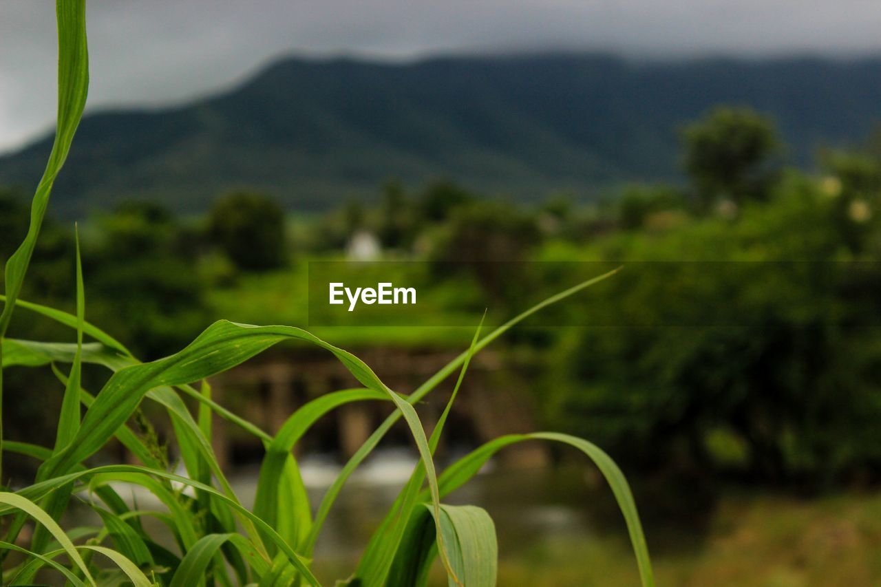 CLOSE-UP OF CROPS GROWING IN FIELD