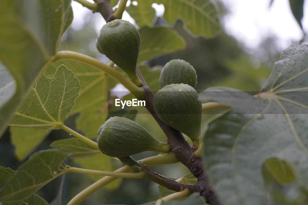 CLOSE-UP OF FRUITS ON TREE