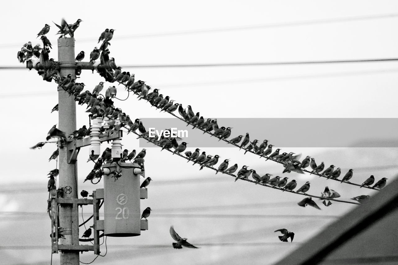Close-up of birds on wire against sky