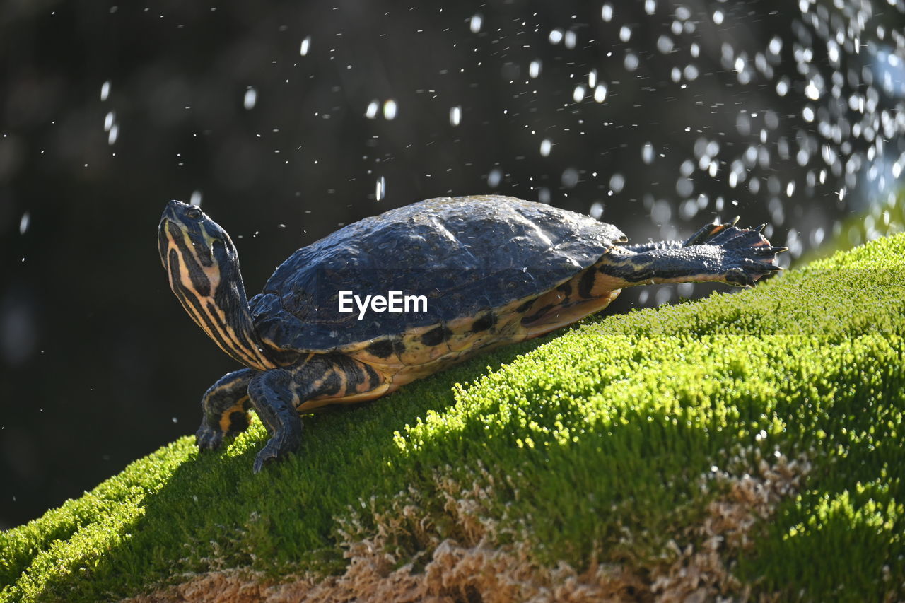 animal themes, animal, animal wildlife, one animal, wildlife, reptile, turtle, nature, water, tortoise, plant, grass, no people, outdoors, environment, land, beauty in nature