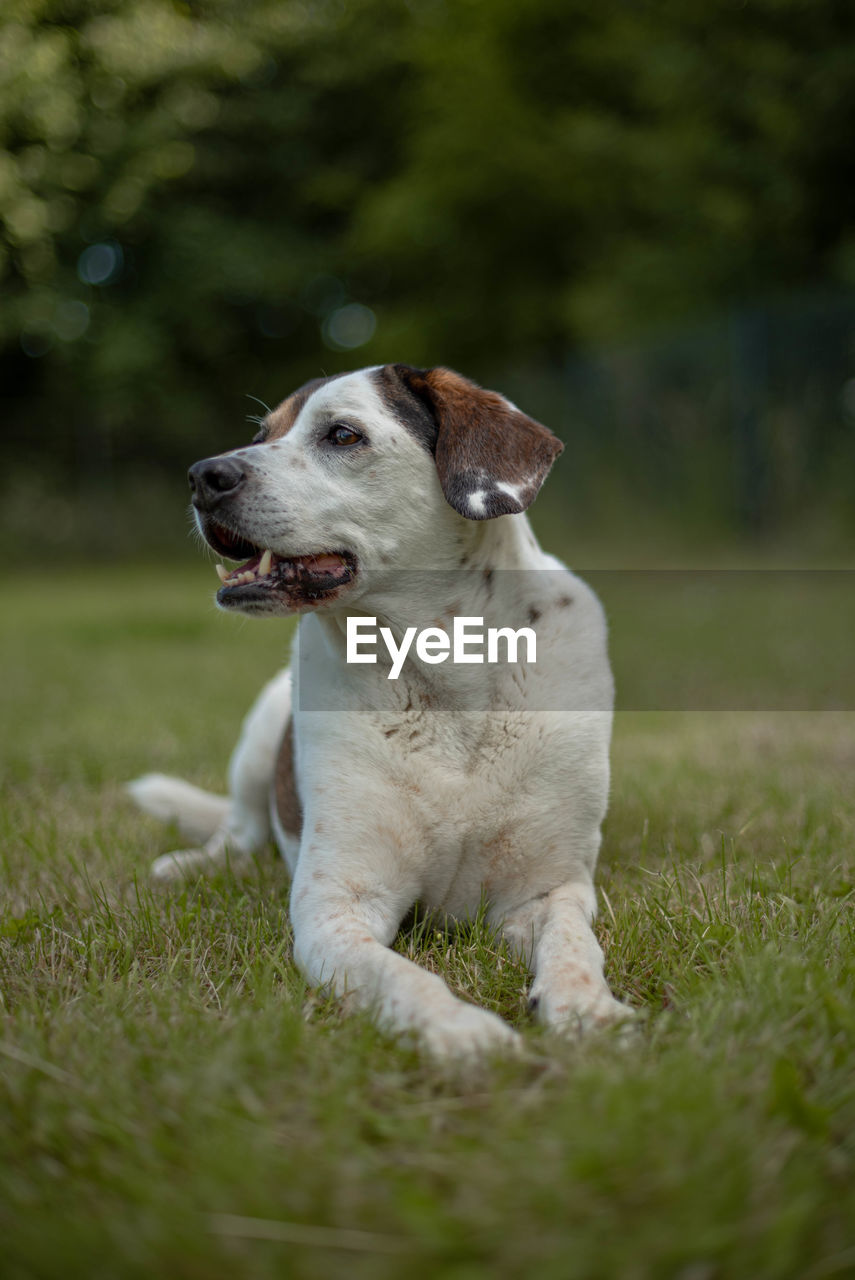 Close-up of dog