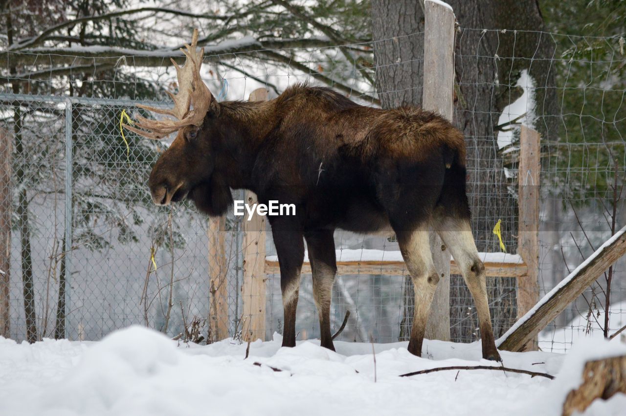 Side view of moose standing by fence