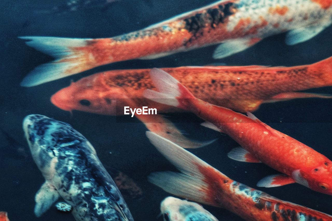 CLOSE-UP OF FISH IN SEA