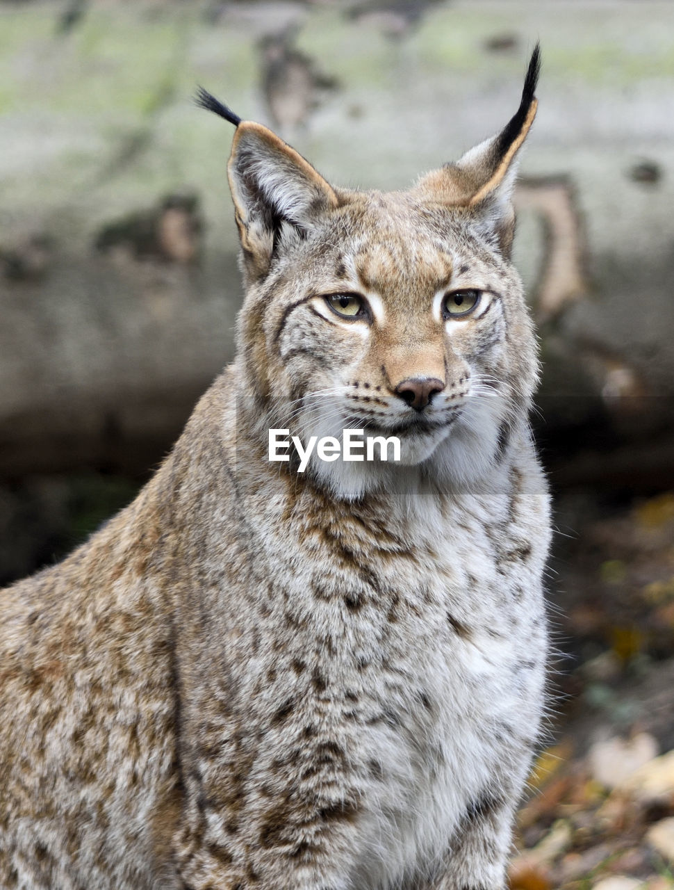 CLOSE-UP PORTRAIT OF CAT