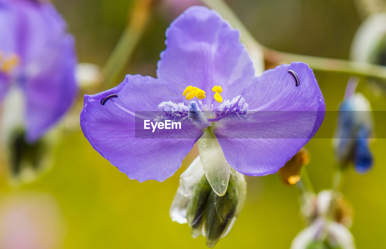 CLOSE-UP OF PURPLE FLOWERING PLANTS