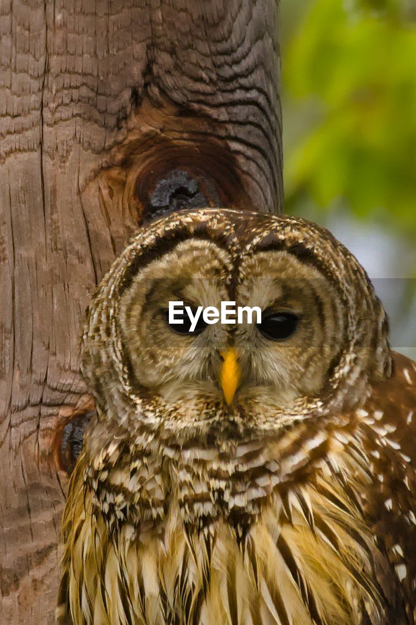 Close-up of  owl  bird