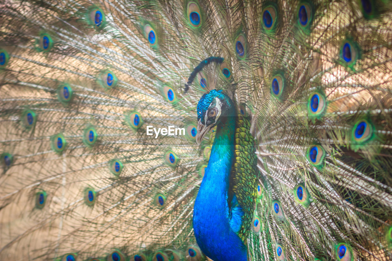 CLOSE-UP OF PEACOCK WITH FEATHERS