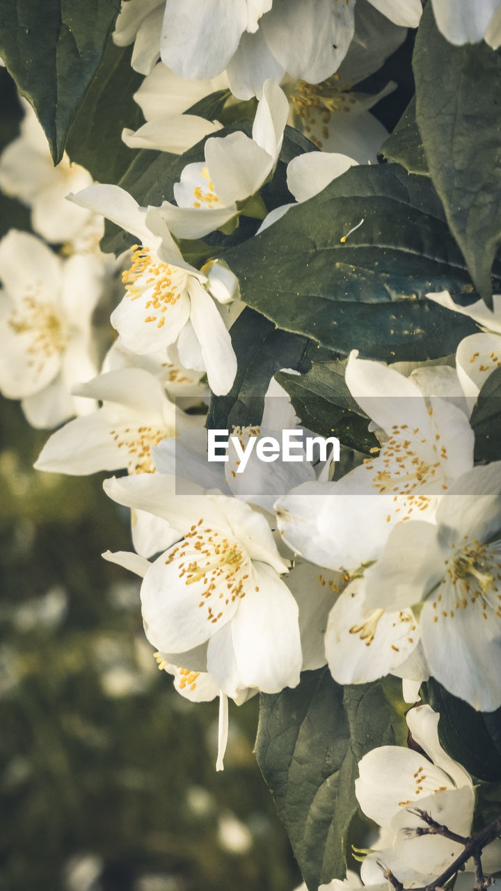 CLOSE-UP OF WHITE CHERRY BLOSSOMS ON PLANT