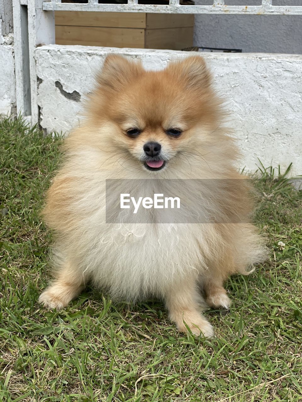 Pomerania dog