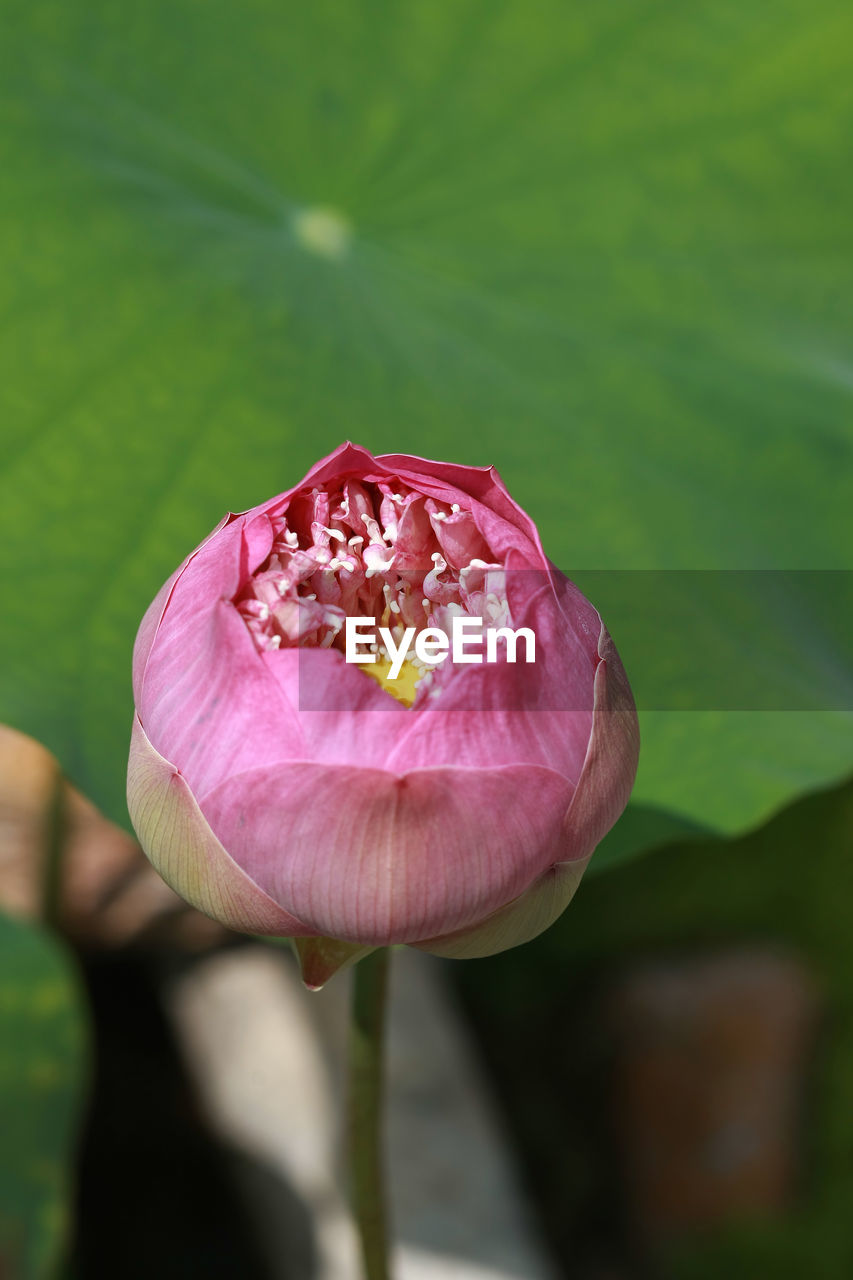 CLOSE-UP OF PINK LOTUS WATER LILY IN LEAF