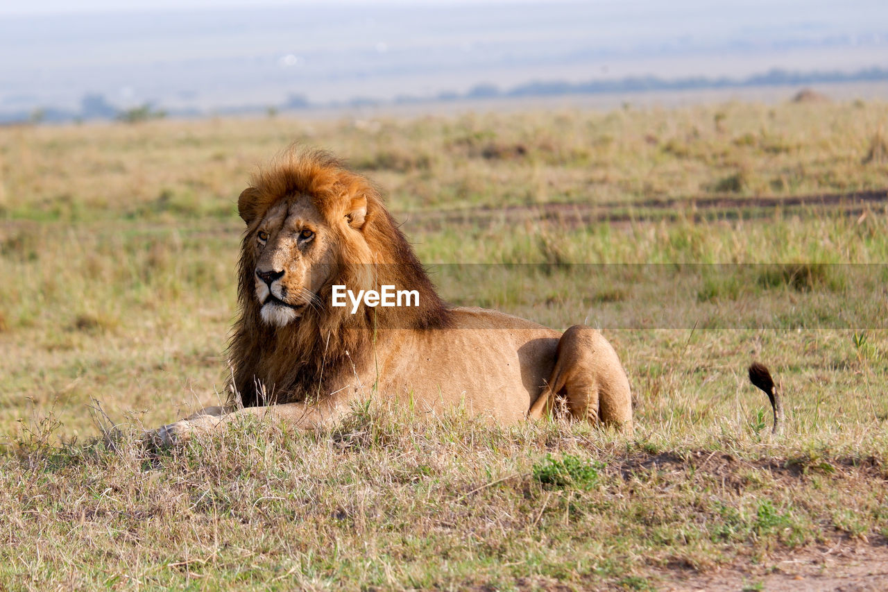 Male lion at rest in the maasai mara, kenya