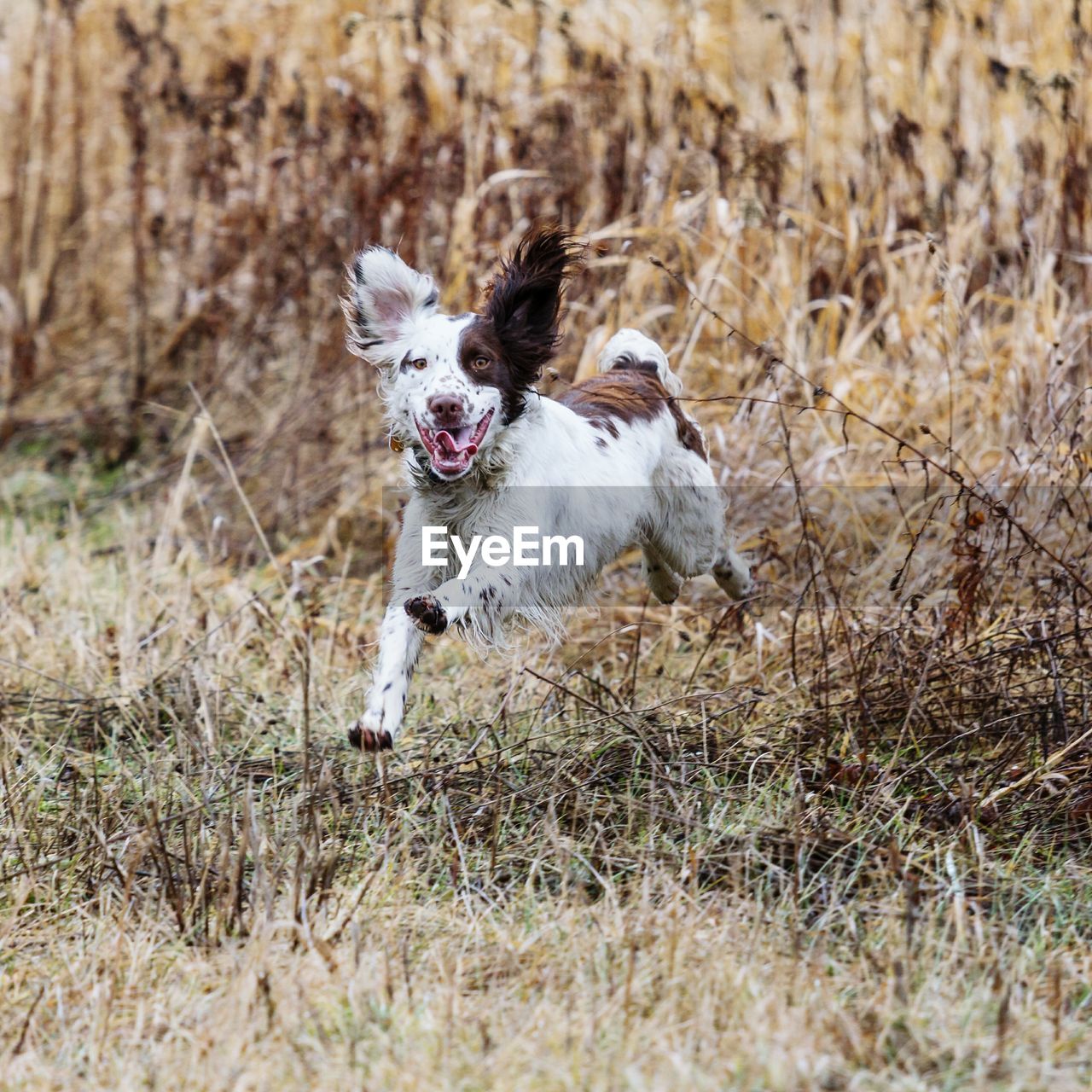 Portrait of dog running on grassy field