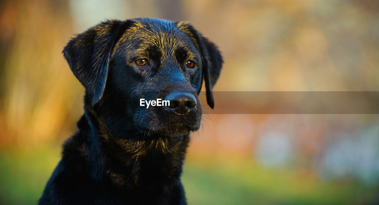 Close-up of black labrador