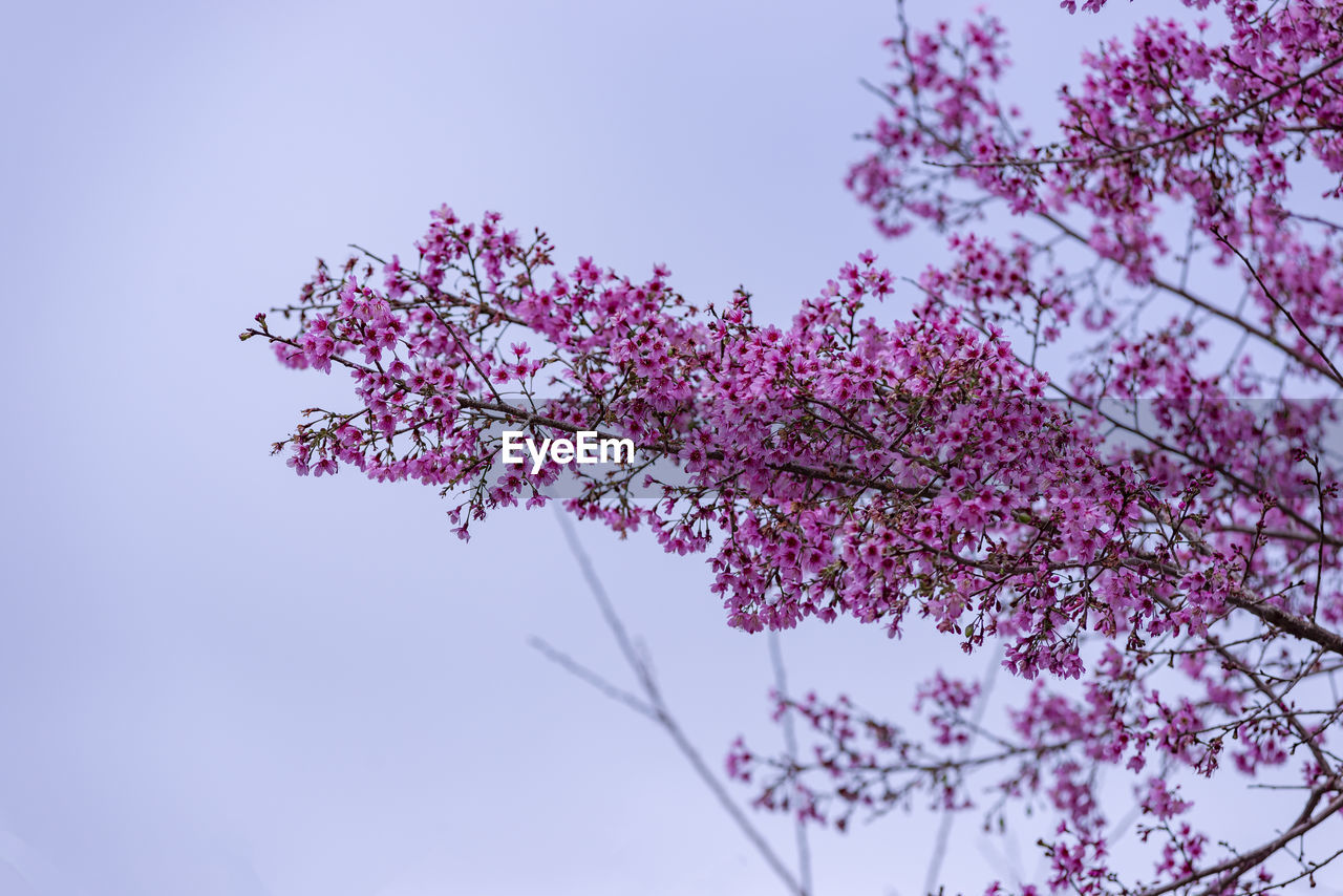 plant, tree, pink, flower, beauty in nature, flowering plant, nature, sky, blossom, branch, springtime, low angle view, growth, freshness, fragility, cherry blossom, no people, outdoors, clear sky, spring, leaf, day, tranquility, petal, lilac, blue, botany, cherry tree