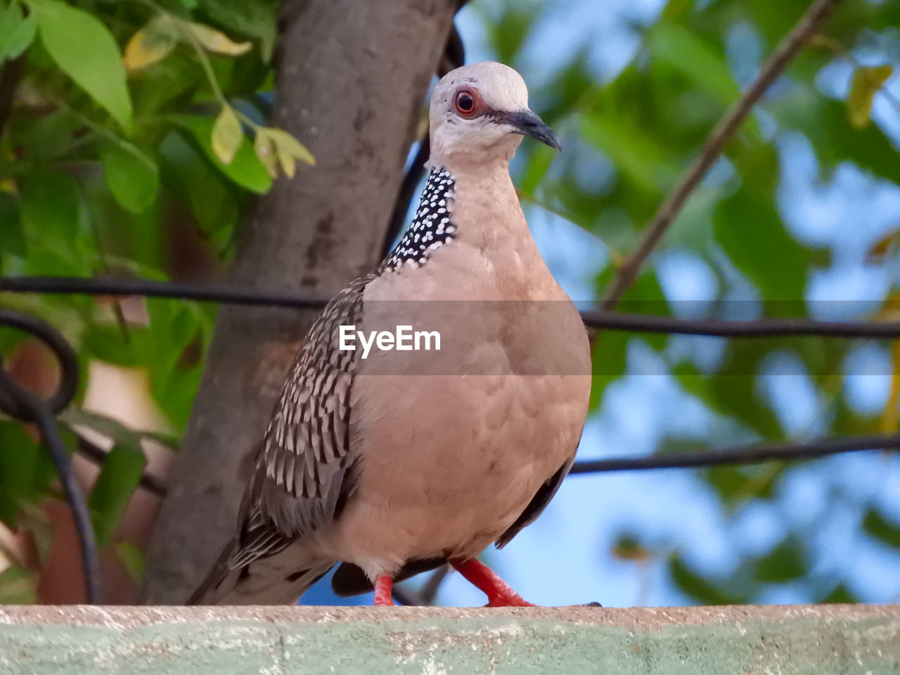 LOW ANGLE VIEW OF BIRD PERCHING ON TREE