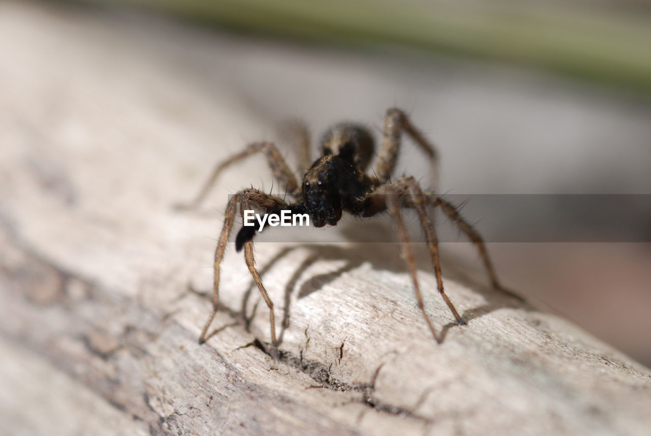 Close-up of spider on wood