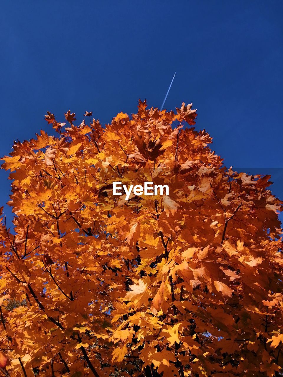 Low angle view of autumnal tree against clear blue sky