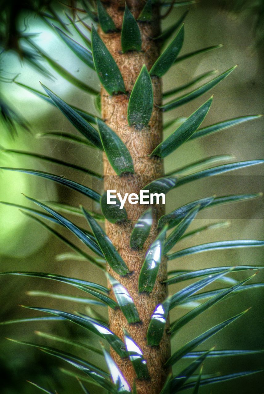 Close-up of stem with leaves against blurred background