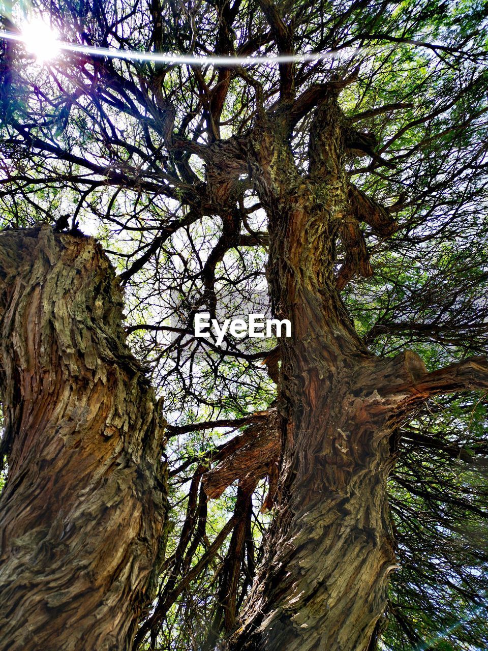 LOW ANGLE VIEW OF TREE IN FOREST