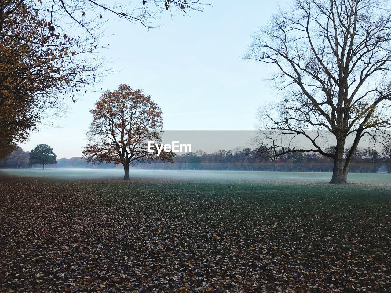 Bare trees on field against sky during autumn