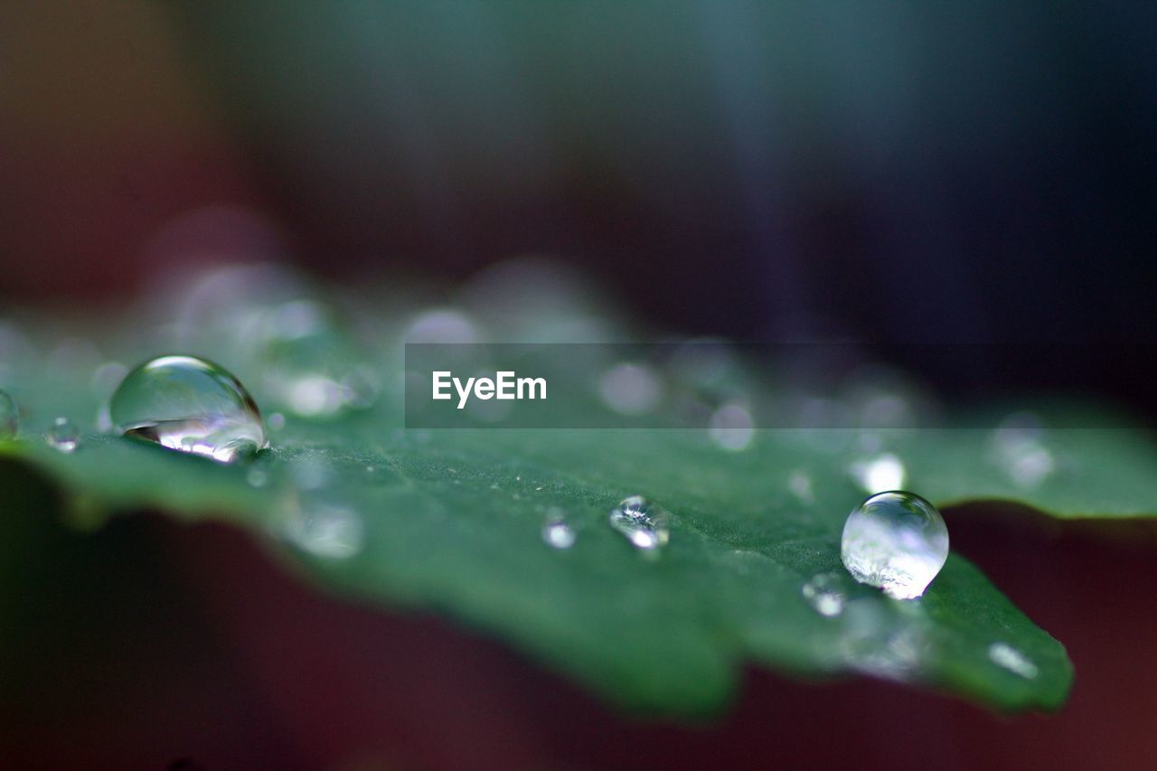 CLOSE-UP OF WATER DROPS ON BLADE OF PLANT