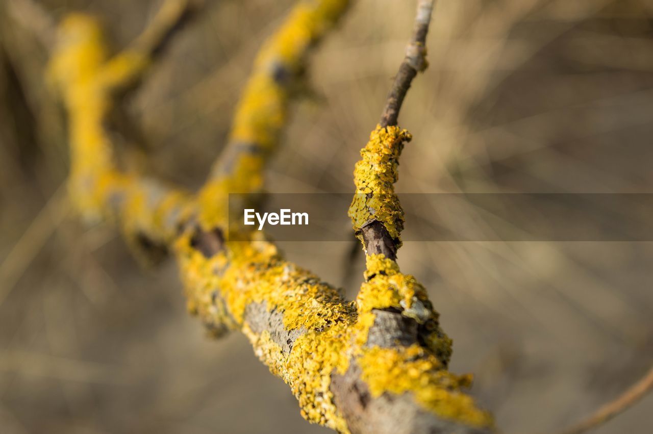 CLOSE-UP OF YELLOW LICHEN ON TREE TRUNK