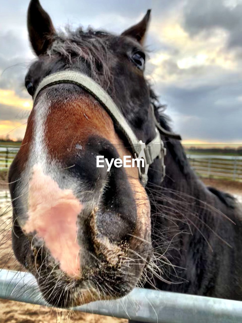 CLOSE-UP OF HORSE