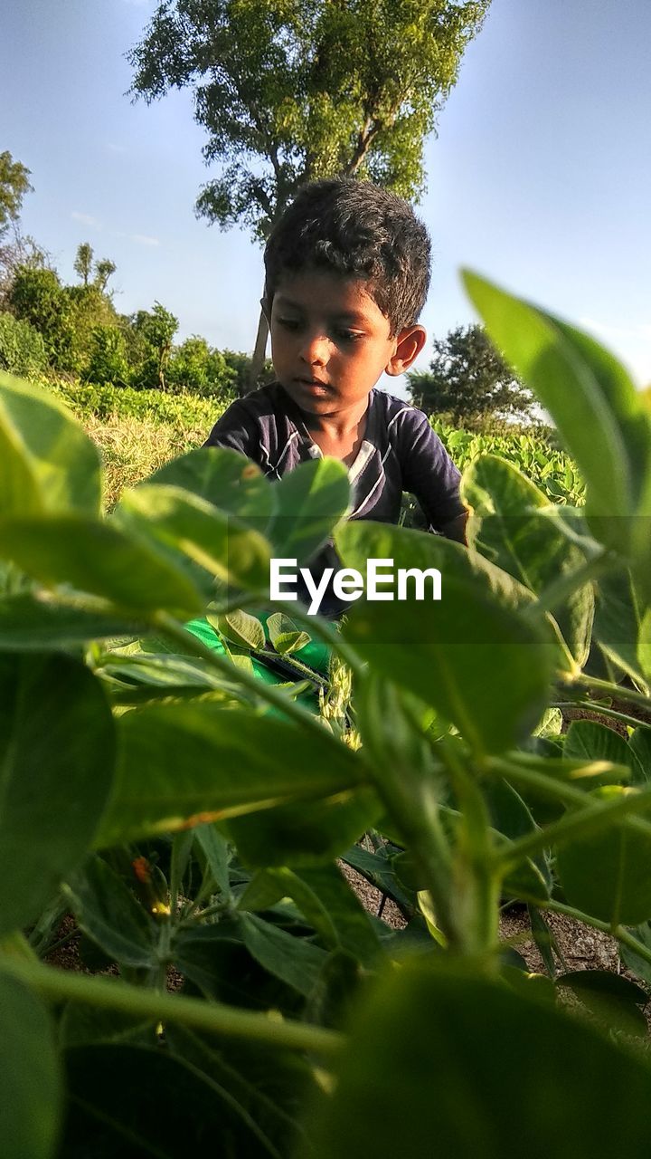 FULL LENGTH OF BOY ON PLANT IN SUNLIGHT