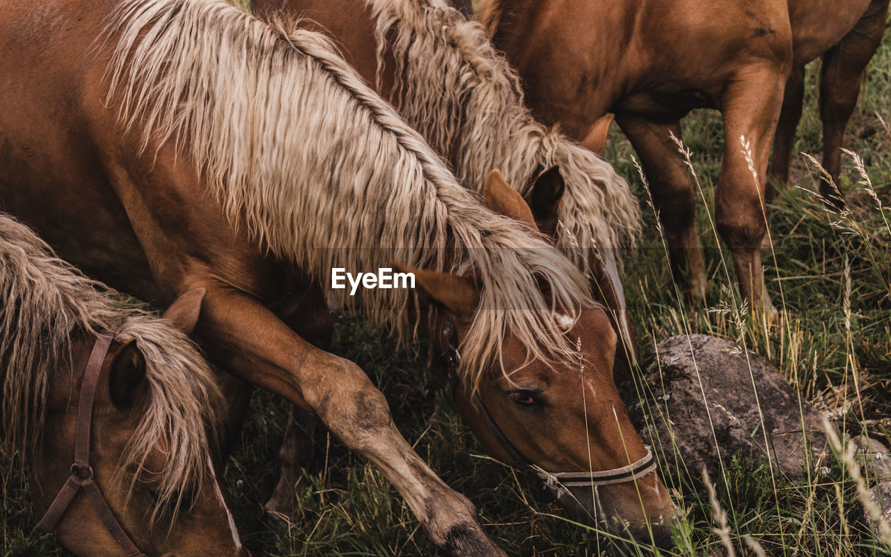 VIEW OF HORSE GRAZING IN FIELD