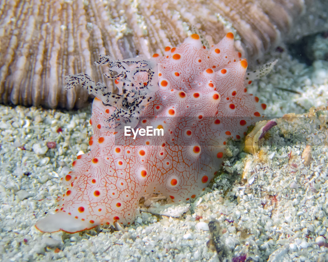 Close up of a halgerda batangas sea slug