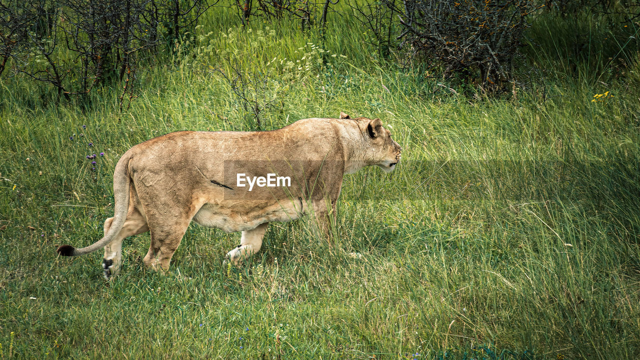 A lioness walking on a green savannah