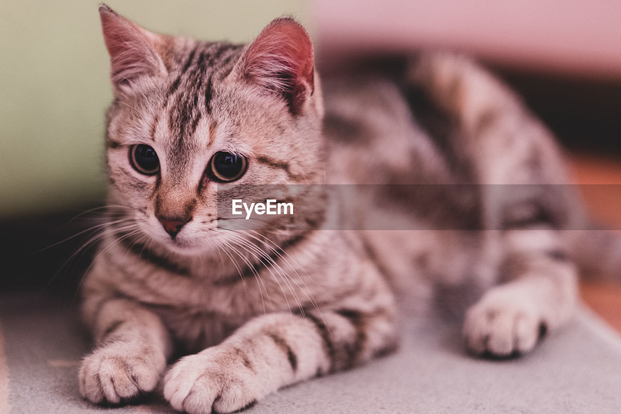 Close-up portrait of tabby cat