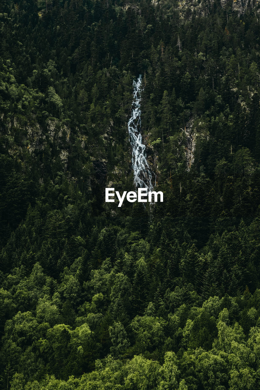 Aerial view of waterfall amidst pine trees in forest