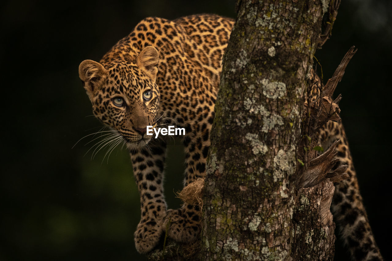 Leopard looks up from lichen-covered tree branches