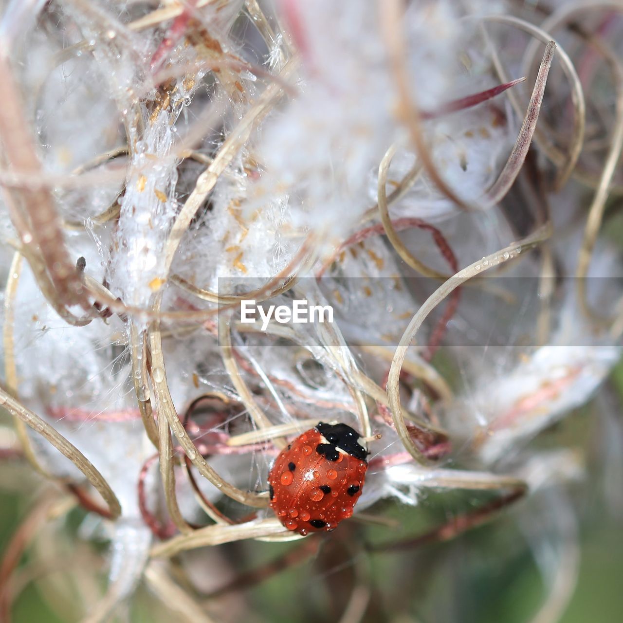 CLOSE-UP OF INSECT ON PLANT