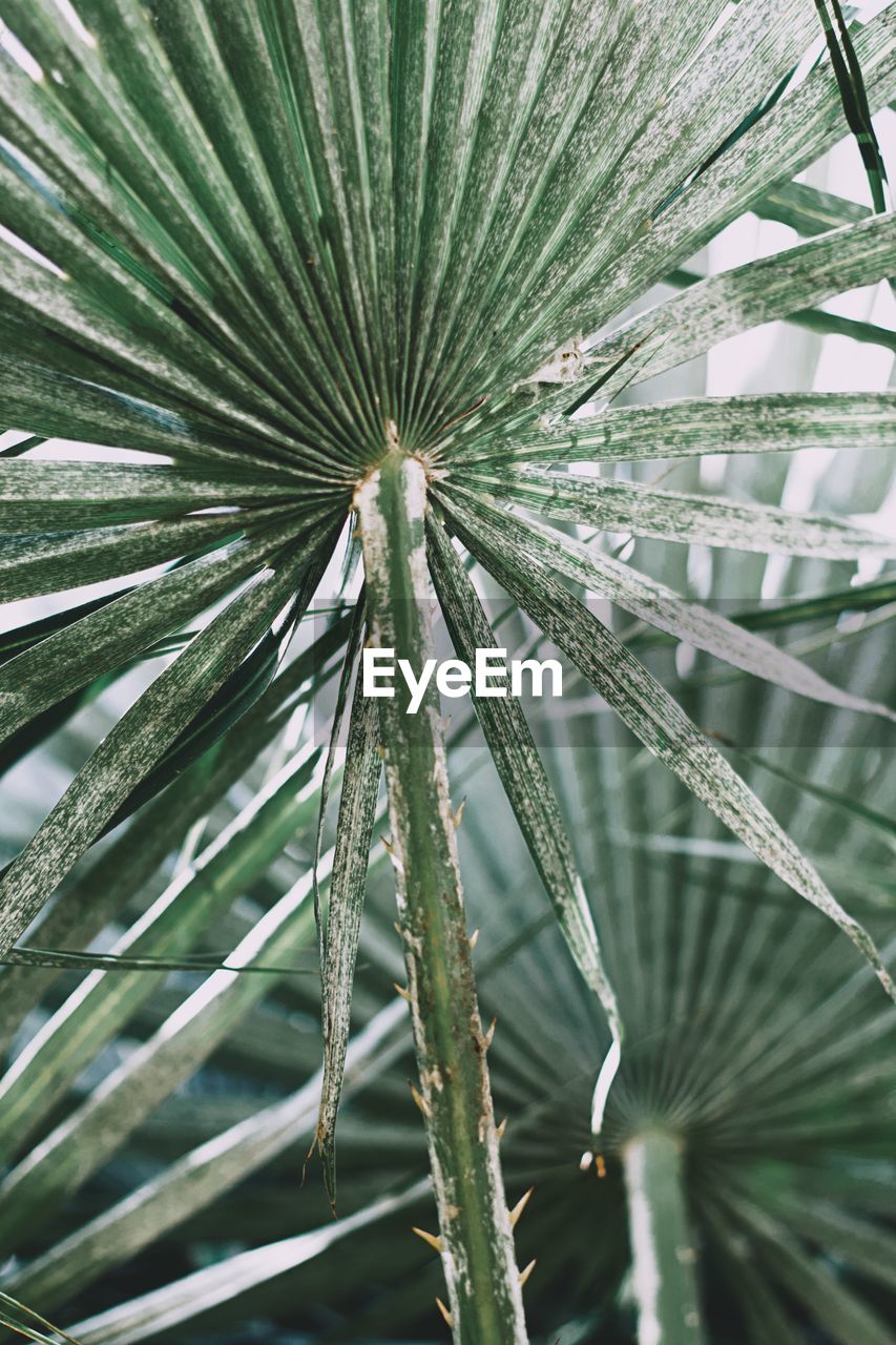 Full frame shot of palm tree