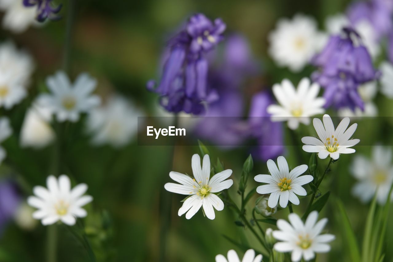 Close-up of white flowering plants