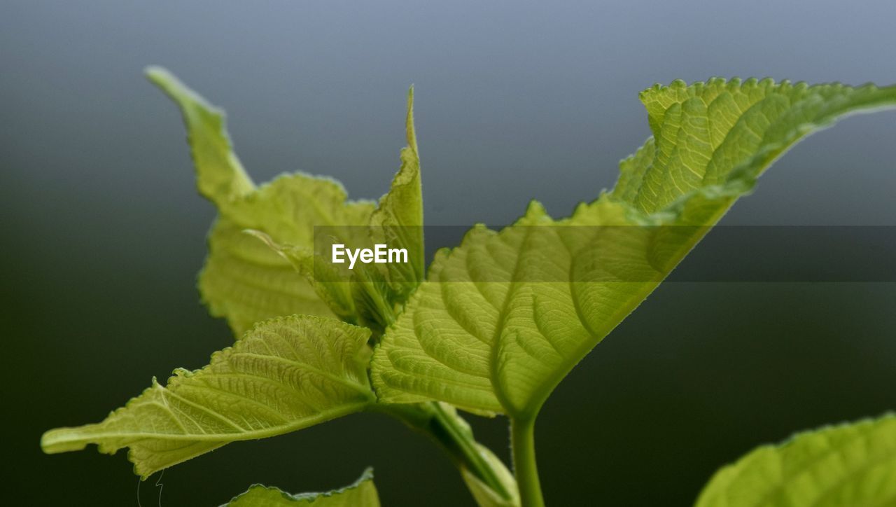 leaf, plant part, green, plant, nature, macro photography, plant stem, close-up, tree, flower, no people, growth, beauty in nature, freshness, yellow, branch, leaf vein, outdoors, produce, food and drink, food, studio shot, day