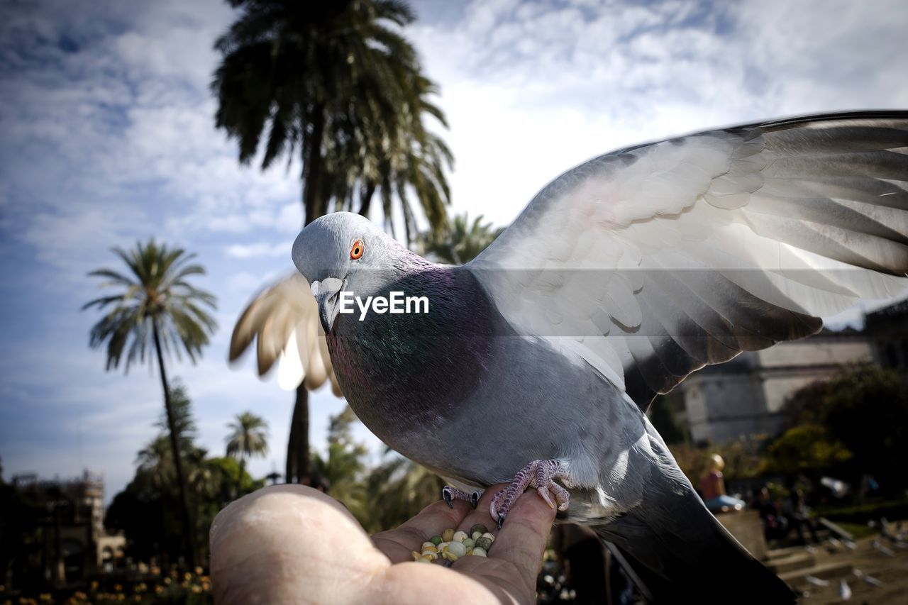 CLOSE-UP OF PERSON HAND HOLDING BIRD