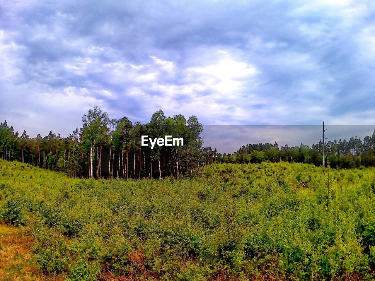 VIEW OF TREES ON FIELD AGAINST SKY